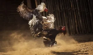 Chinh Phục Đá Gà Sabong Tại Goal123 Với Bí Kíp Thắng Lớn Nhất 3 đá gà Sabong tại Goal123
